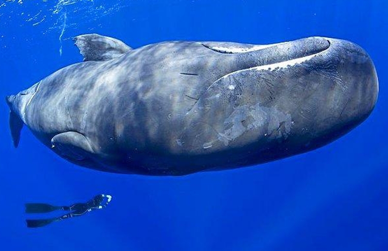 İspermeçet Balinaları Nasıl Uyur?